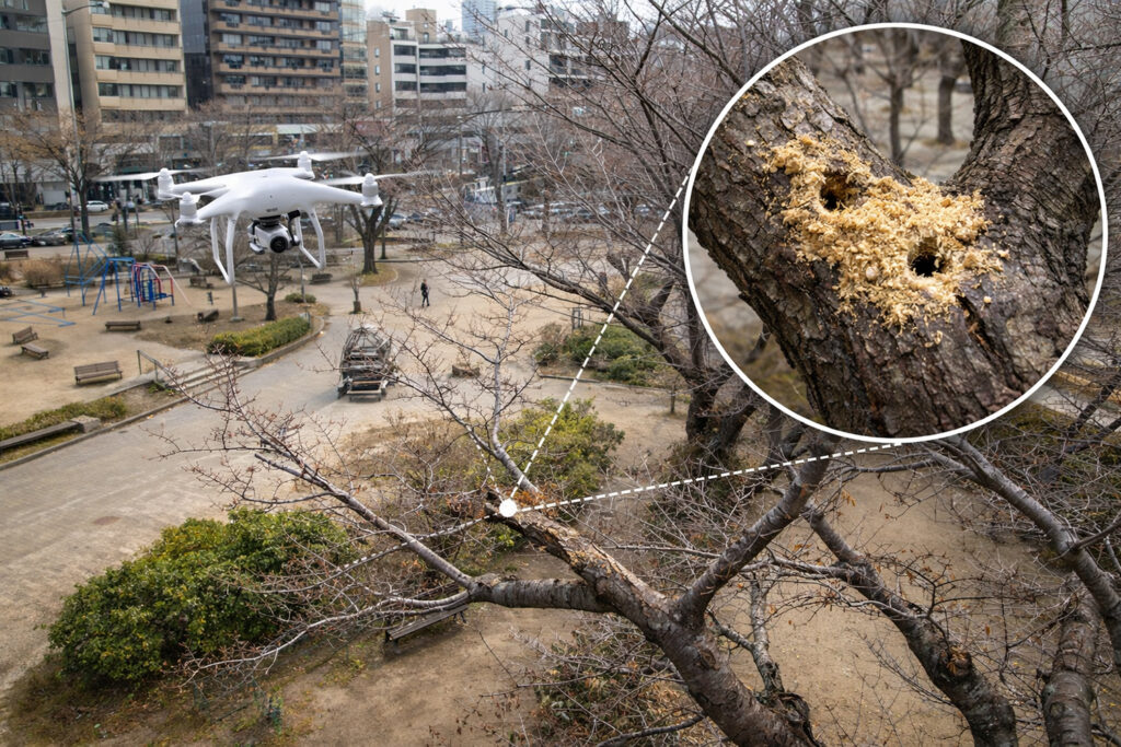 クビアカ被害トレース