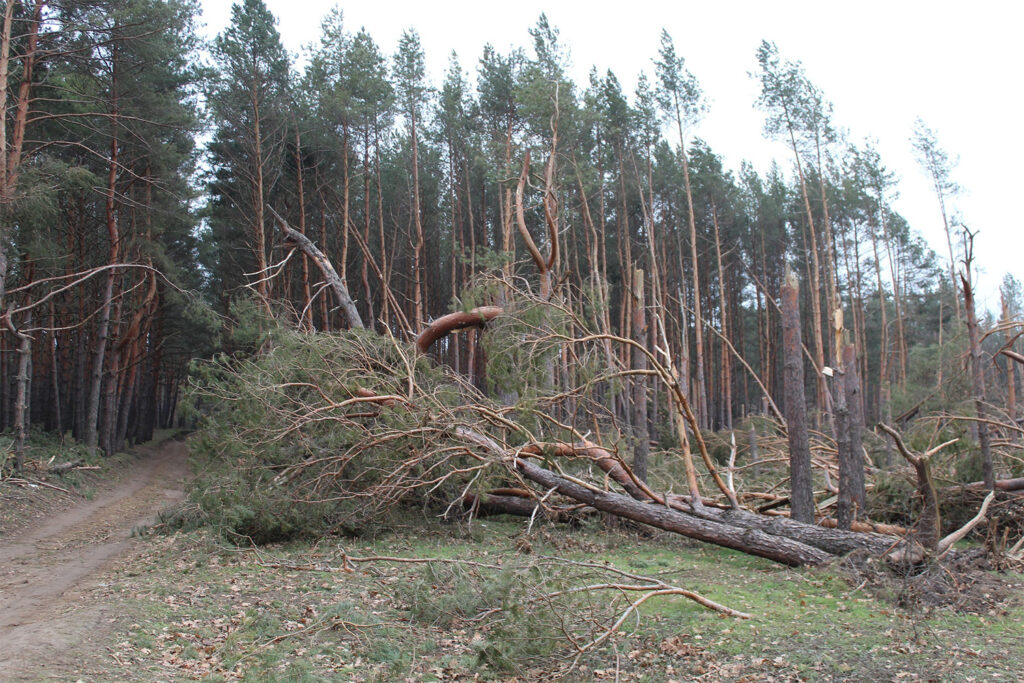 災害後状況把握